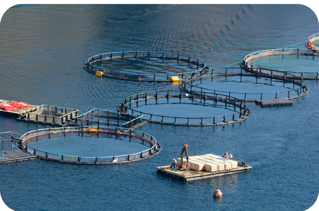 Đơn vị cung cấp giải pháp nông nghiệp thông minh NLT Group